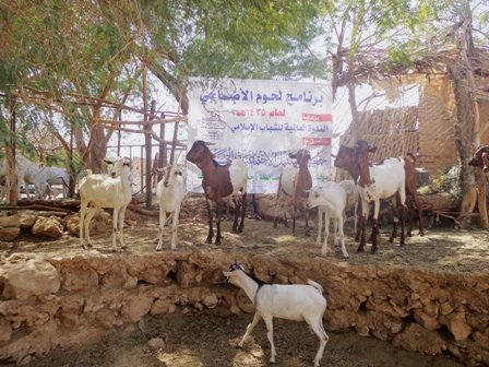 بتمويل من الندوة العالمية للشباب الإسلامي ... جمعية السبيل تنفذ مشروع الأضاحي